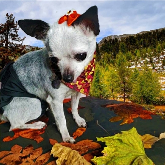 Meet your Posher, Rahjeena - Picture 6 of 16